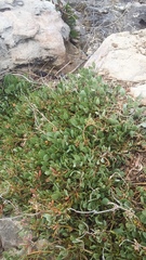 Atriplex verrucifera