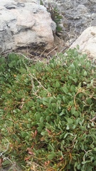 Atriplex verrucifera