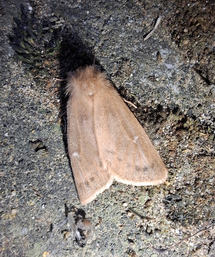 Ocneria rubea