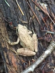 Pseudacris brachyphona