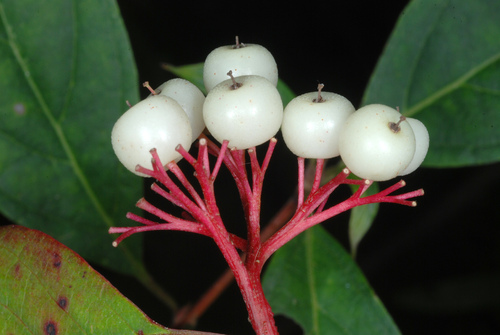 Cornus racemosa