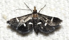 Diasemiodes janassialis