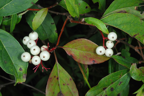 Cornus racemosa