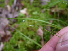 Carex trisperma