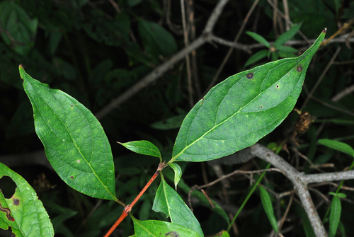 Cornus racemosa