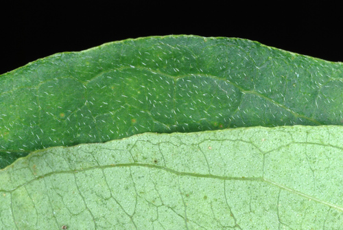 Cornus racemosa