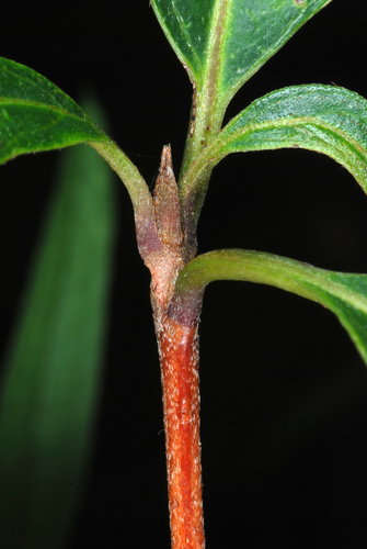 Cornus racemosa