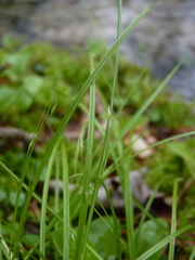 Carex trisperma