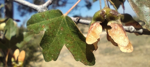 Montpellier Maple