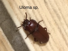 Uloma culinaris
