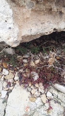Petrosimonia brachiata
