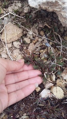 Petrosimonia brachiata