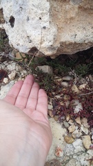 Petrosimonia brachiata
