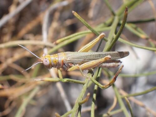 Red-lined Grasshopper photo 3