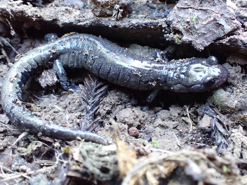 Speckled Black Salamander
