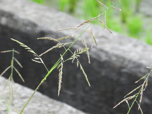 Eriochloa procera observed 2026-08-06