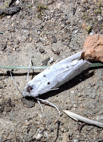 Thistle Ermine