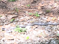 Coluber constrictor latrunculus