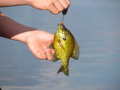 Lepomis gibbosus × macrochirus