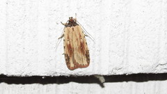 Agonopterix atrodorsella
