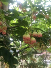 Enkianthus