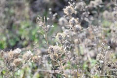 Atractylis cancellata