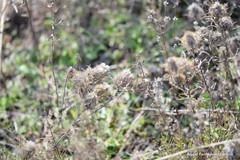 Atractylis cancellata