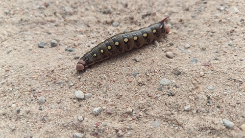 Bedstraw Hawkmoth