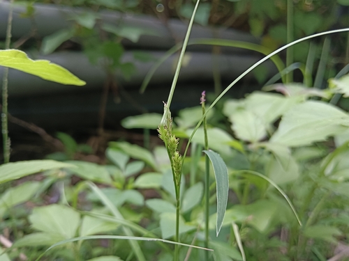 Carex leucochlora observed 2026-08-06