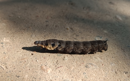 Elephant Hawkmoth