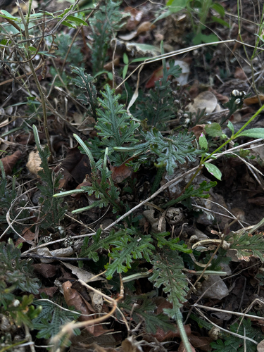 Selaginella convoluta