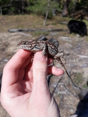 Sceloporus undulatus
