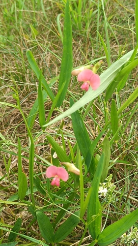 Narrow-leaved Everlasting-pea