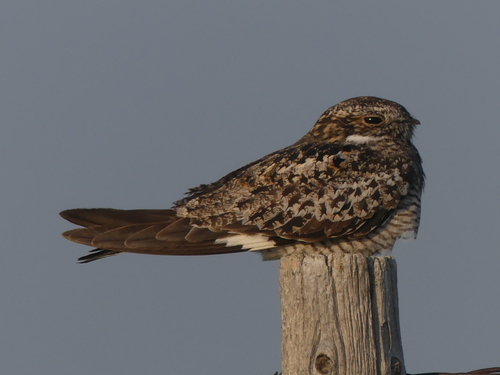 Common Nighthawk