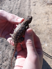 Sceloporus undulatus