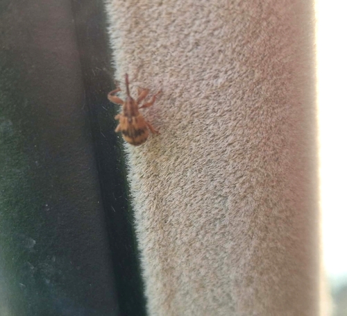 Cherry weevil