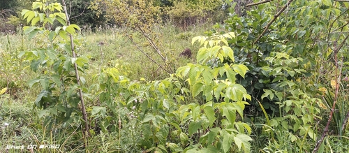 box elder
