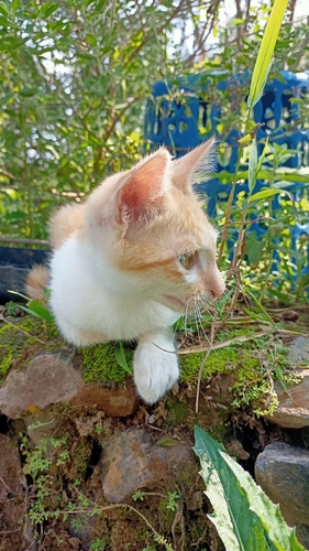 Felis catus