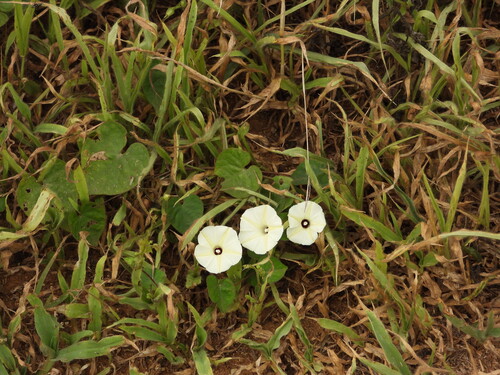 Ipomoea obscura, photograph 5