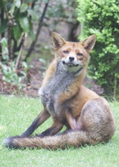 Vulpes vulpes