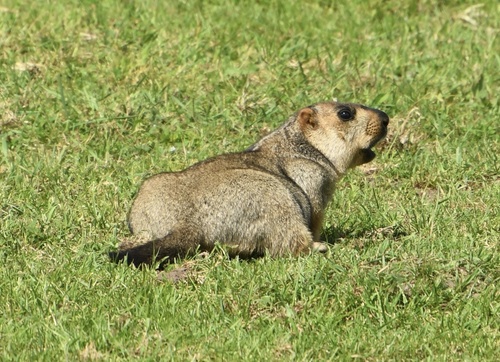 Himalayan Marmot