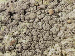 Sphaerellothecium coniodes