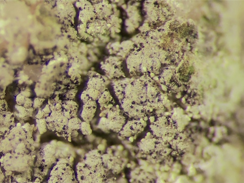 Representative image of Sphaerellothecium