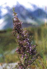 Carmichaelia australis