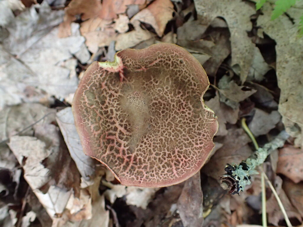 Red-cracking Bolete · August 2026 · photo: Photo: no rights reserved · iNaturalist