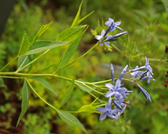 Amsonia