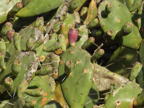 Opuntia megapotamica, photograph 4