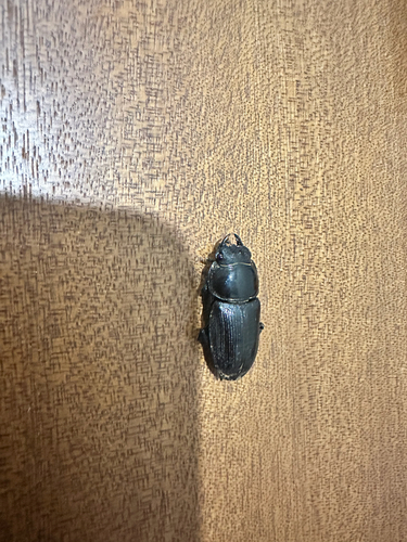 Hope's Stag Beetle