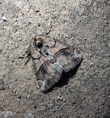 Asovia maeoticaria