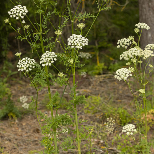 Moon Carrot